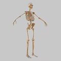 Human Skeleton Arm And Leg Bones Anatomical Model With Detailed Structure 3d model