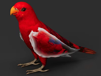 Red Parrot with Yellow Beak White and Blue Feathers on Wings Standing Against Gray Background 3d model