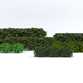 Diverse Sizes and Shapes of Lush Green Shrubs for Garden Landscape Design