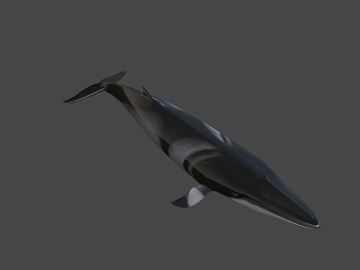 3D Rendered Whale With Dark And White Color On Gray Background 3d model