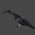 3D Rendered Whale With Dark And White Color On Gray Background