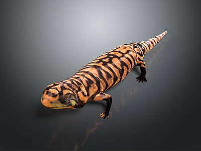 Orange And Black Banded Reptile With Striped Pattern On Dark Surface 3d model