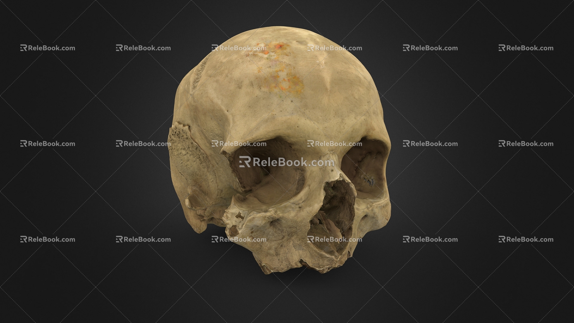 Human Skull Skull Skull Head Skull Human Head Skeleton 3d model