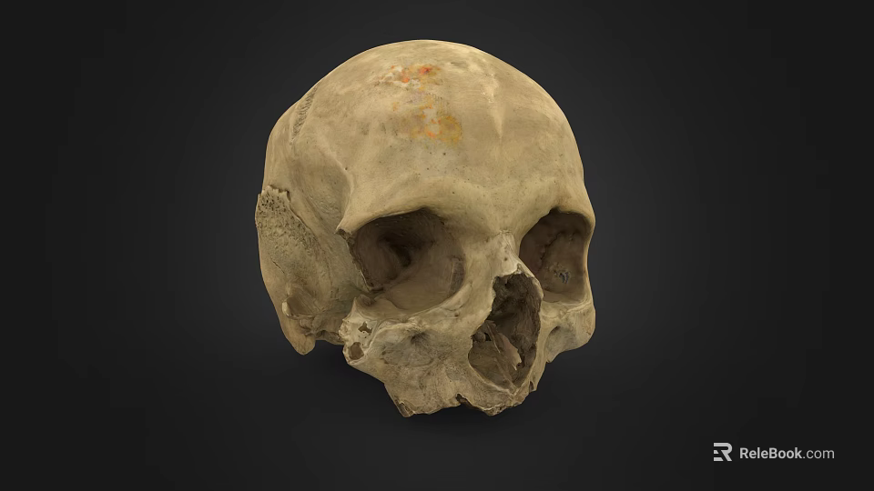 Man Examining Ancient Human Skull With Detailed Bone Structure And Features 3d model 