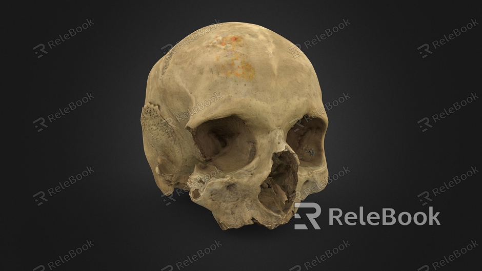 Human Skull Skull Skull Head Skull Human Head Skeleton model