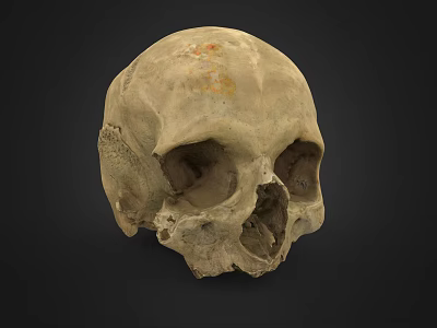Man Examining Ancient Human Skull With Detailed Bone Structure And Features 3d model