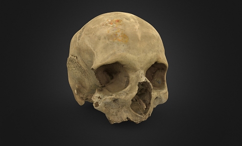 Human Skull Head Skull Human Head Skeleton 3d model