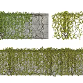 Lush Green Vines Growing On Concrete Wall With Dense Foliage Details