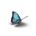Beautiful Blue Butterfly With Vibrant Wings And Detailed Patterns As Flying Insect