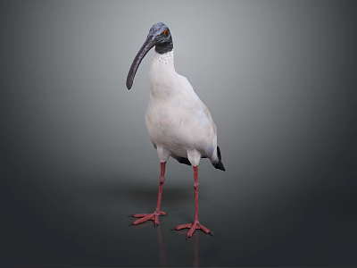 White Bird Standing With Long Curved Beak Red Legs And Black Wing Tips 3d model