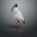 White Bird Standing With Long Curved Beak Red Legs And Black Wing Tips