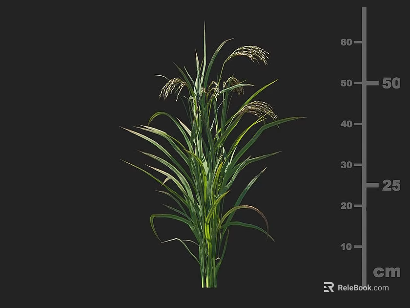 Healthy Cereal Crop with Green Leaves and Spikelets Height Measured 50cm Scale 3d model 