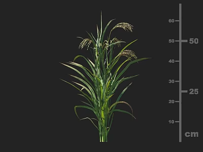 Healthy Cereal Crop with Green Leaves and Spikelets Height Measured 50cm Scale 3d model