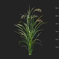 Healthy Cereal Crop with Green Leaves and Spikelets Height Measured 50cm Scale