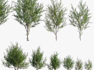 Various Green Arbor Trees with Different Crown Shapes and Heights for Landscape Design 3d model