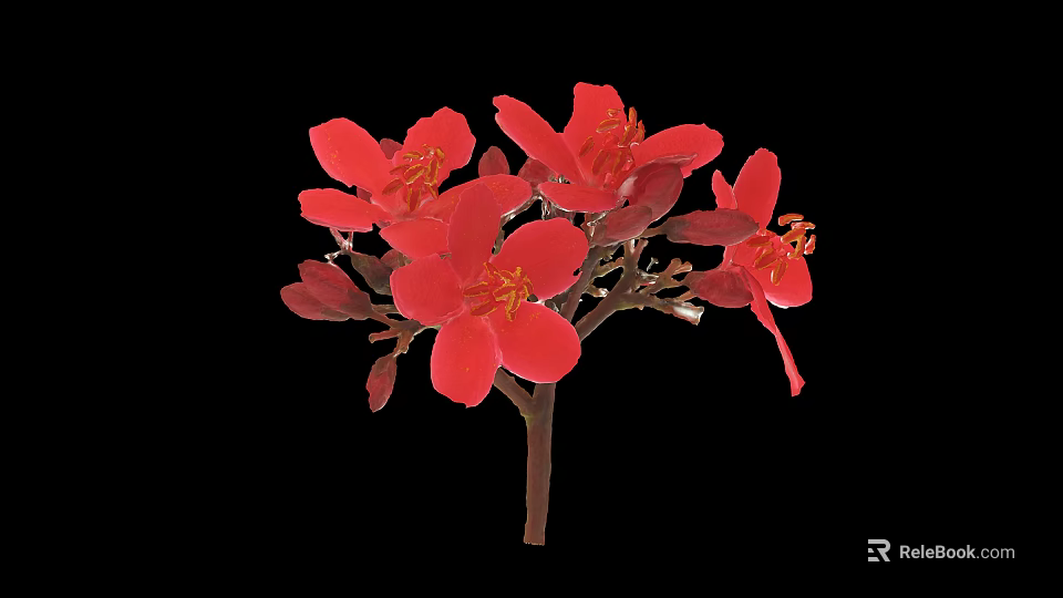 Bright Red Flowers with Multiple Petals in Vase against Black Background with Stem and Buds 3d model 