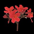 Bright Red Flowers with Multiple Petals in Vase against Black Background with Stem and Buds