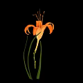 Fresh Edible Orange Daylily Flower With Green Leaves On Black Background