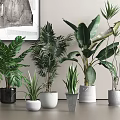 Indoor Potted Plants with Various Green Foliage in Black White Gray Ceramic Pots