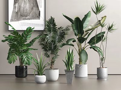 Indoor Potted Plants with Various Green Foliage in Black White Gray Ceramic Pots 3d model