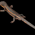 Detailed 3D Rendering Of Salamander With Orange Stripes On Black Background