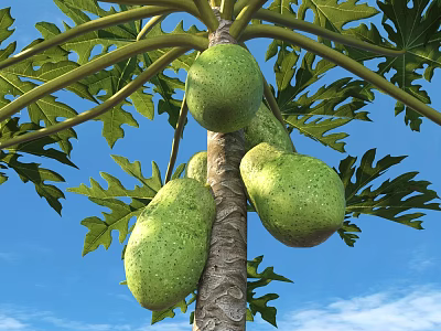 Fresh Green Papayas Hanging on Tree with Lush Leaves and Blue Sky 3d model