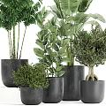 Bonsai and Potted Plants with Lush Green Foliage in Black Planters for Home Decor
