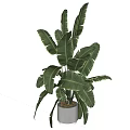 Tropical Potted Plant with Large Green Leaves in Light Gray Ceramic Pot