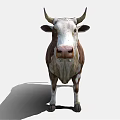 Realistic Brown And White Cow 3D Model With Detailed Fur And Horns