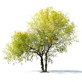 Decorative Garden Ornament Featuring Lush Tree with Yellow Green Leaves and Standing Person