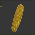 Fresh Yellow Corn Cob With Plump Juicy Kernels On Gray Background