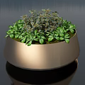 Bonsai Potted Plant in Golden Round Pot with Fresh Green Leaves and Mixed Foliage