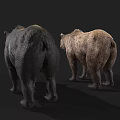 Realistic 3D Brown Bear And Black Bear Models Standing On Dark Background 3d model