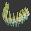 Detailed 3D Model of Human Teeth Showing Dental Structure and Tooth Anatomy Features