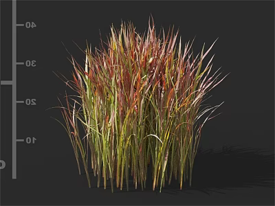 Vibrant Ornamental Grass with Red and Green Foliage for Garden Decoration 3d model