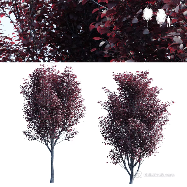Ornamental Arbor With Deep Red Leaves And Dense Canopy In Landscape 3d model 