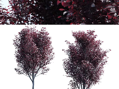 Ornamental Arbor With Deep Red Leaves And Dense Canopy In Landscape 3d model