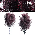 Ornamental Arbor With Deep Red Leaves And Dense Canopy In Landscape