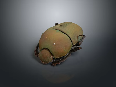 Shiny Green Brown Beetle With Hard Shell Isolated On Dark Background 3d model