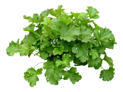 Vibrant Green Herb Plant With Lush Serrated Leaves And Fresh Foliage 3d model