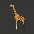 Giraffe With Long Neck And Spotted Pattern Standing On Shiny Floor Against Grey Background