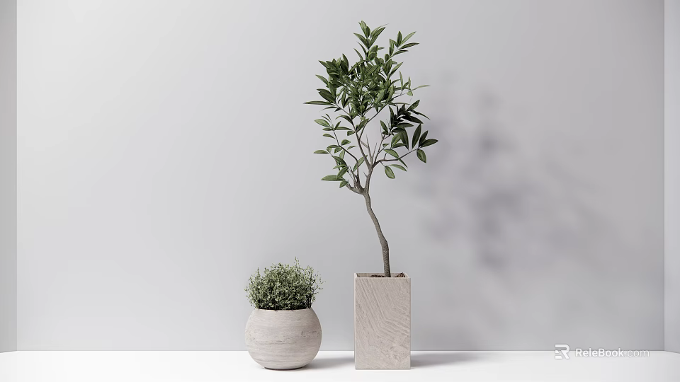 Indoor Potted Olive Tree And Small Green Plant In Square Round Concrete Pots 3d model 