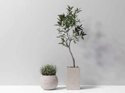 Indoor Potted Olive Tree And Small Green Plant In Square Round Concrete Pots 3d model