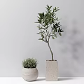 Indoor Potted Olive Tree And Small Green Plant In Square Round Concrete Pots