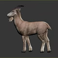 Two Goats With Curved Horns And Light Brown Beige Fur On Dark Background