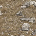 Natural Stones And Wood Scattered On Dry Soil With Small Rocks And Hay