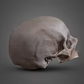 character skull bone 3d model