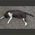 Black White And Brown Cat Lying Stretched Out On Pebble Covered Mat With Gray Background