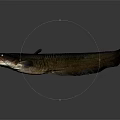 Close Up View Of Catfish With Open Mouth Long Whiskers And Slender Body Against Blue Background