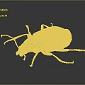 Close Up View Of Shiny Iridescent Beetle With Metallic Sheen On Dark Background